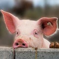 maenner-sind-schweine